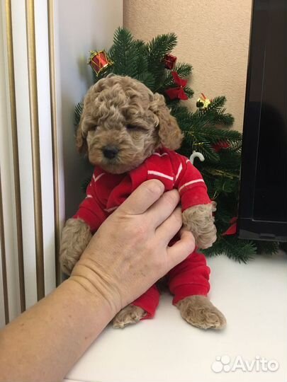 Мальтипу мини