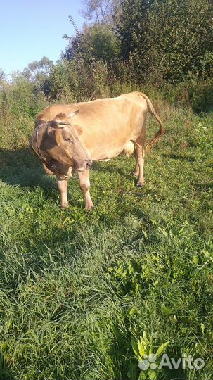 Корова дойная молочная