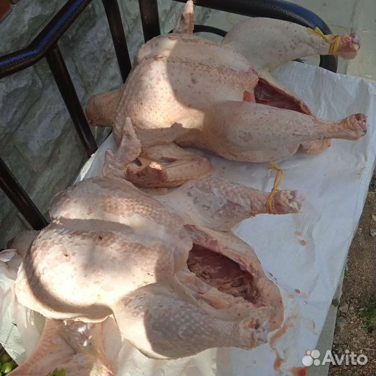 Мясо индюков