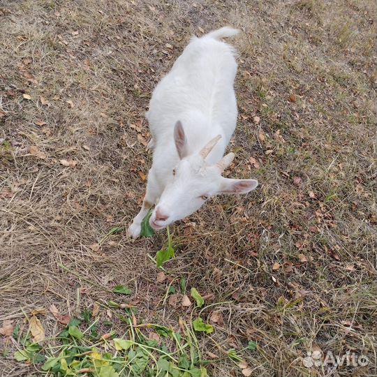 Продам козочку