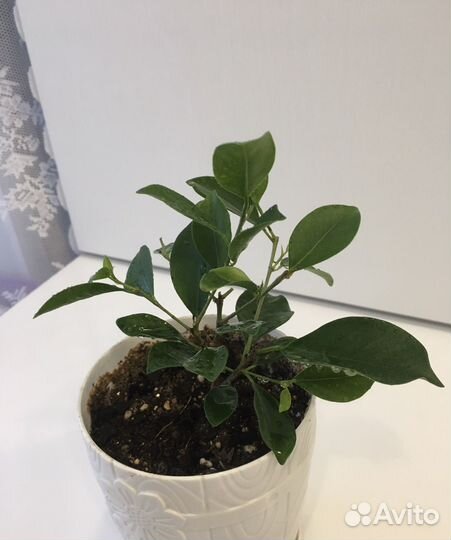 Фикус бенджамина