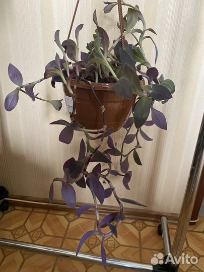 Традесканция бледная цветы