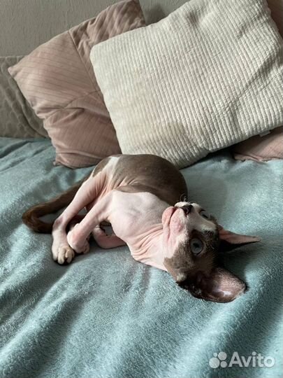 Канадский сфинкс