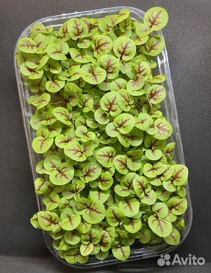 Микрозелень. Доставка