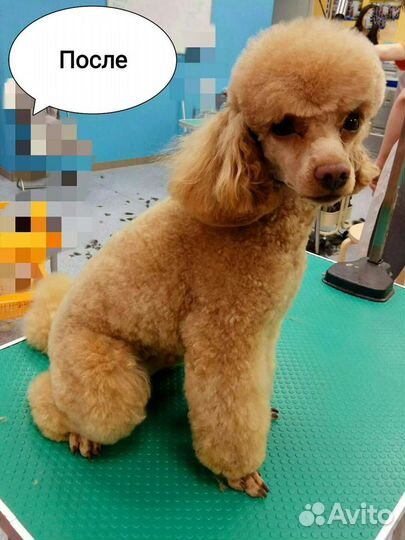 Уход за животными