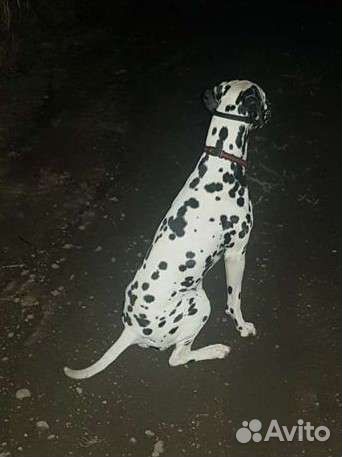 Далматин кобель