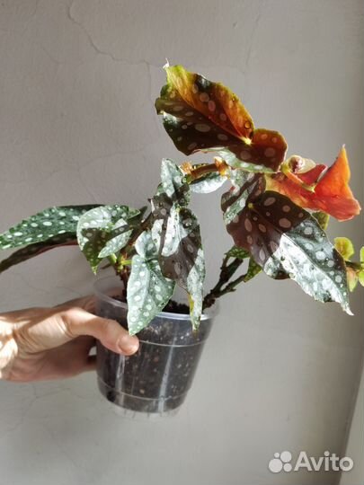 Бегония и разные другие растения