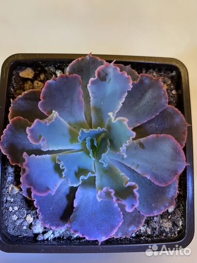 Суккуленты 1