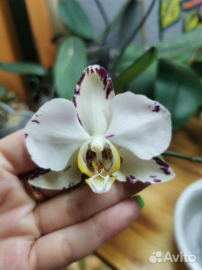 Орхидея фаленопсис
