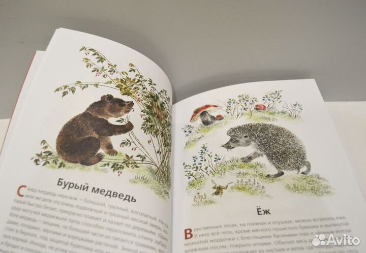 В. Храбрый Животные нашей страны