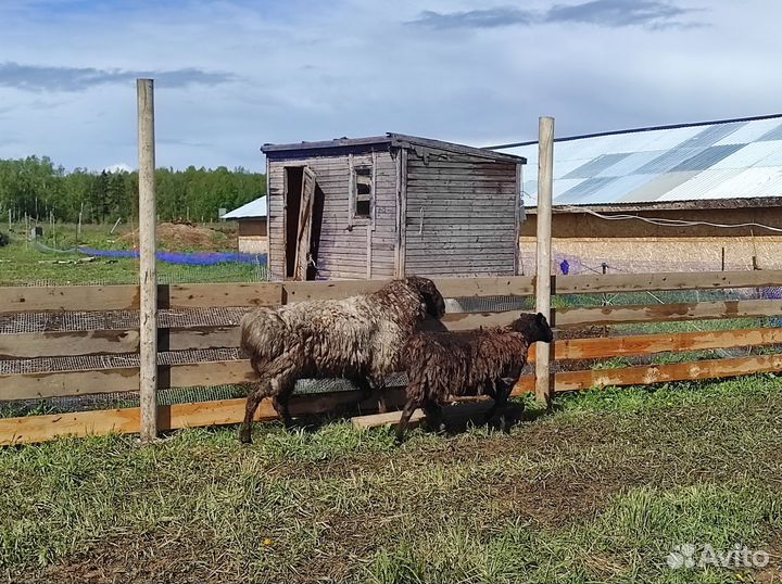 Баран и овцы