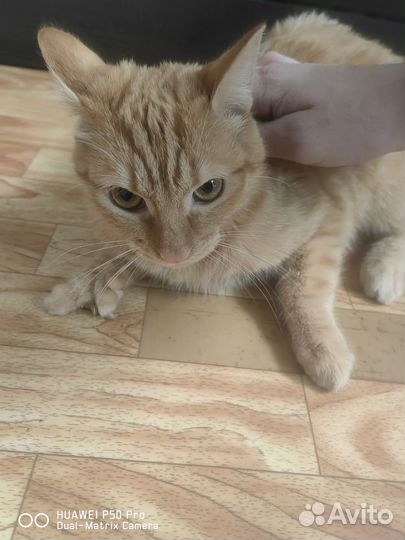 Отдам бесплатно рыжего кота