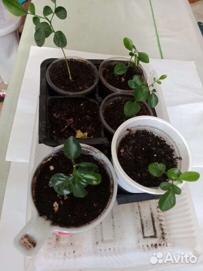 Мурайя одного года, двух,трех летн