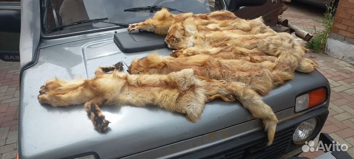 Шкурки лисы