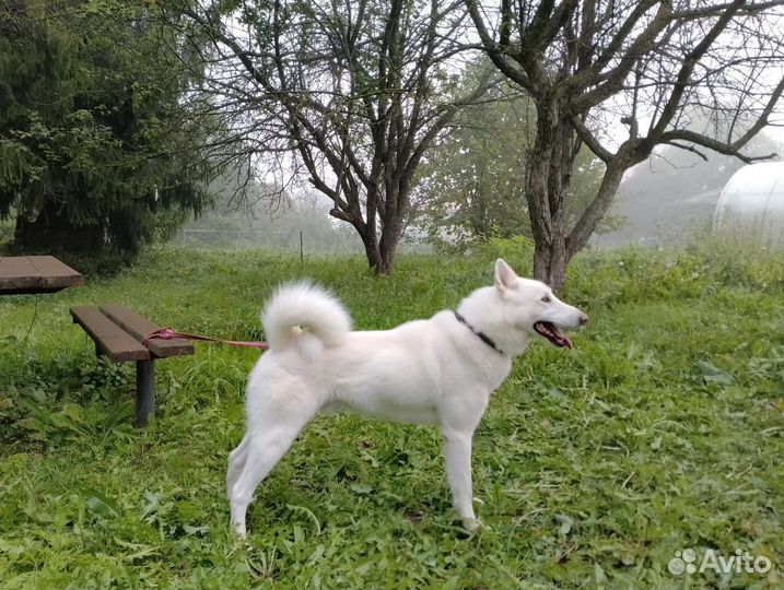 Западно сибирская лайка