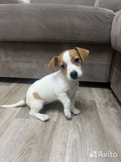 Джек Рассел терьер