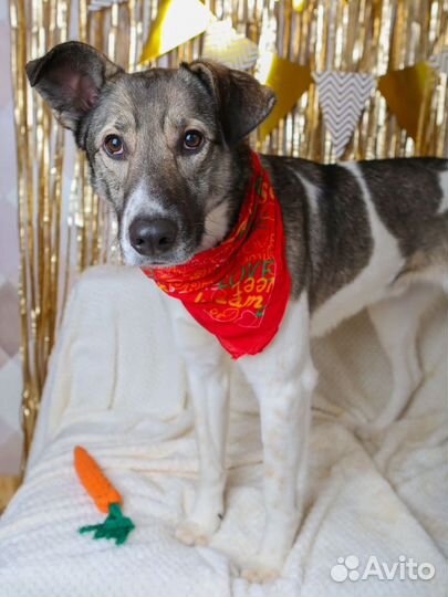 Бывшедомашний пес пропадает в приюте