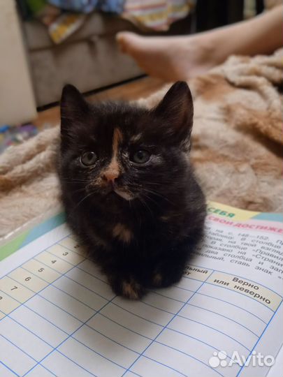 Котята в добрые руки приучены к лотку