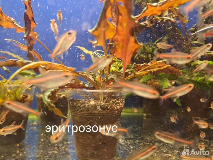 Аквариумные рыбки Московского разведения