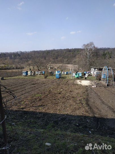 Продам пасеку