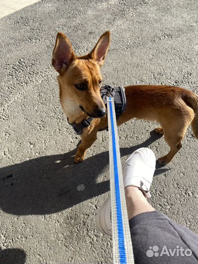 Передержка собак