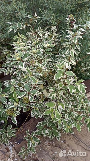 Дерен Альба (саженец в горшке )