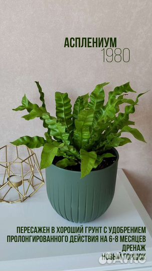 Горшечные комнатные цветы