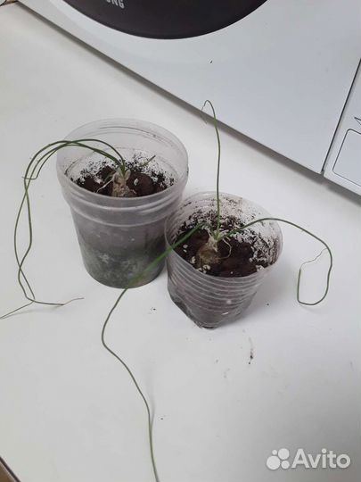 Альбука полифилла