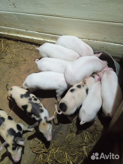 Поросята породы ландрас