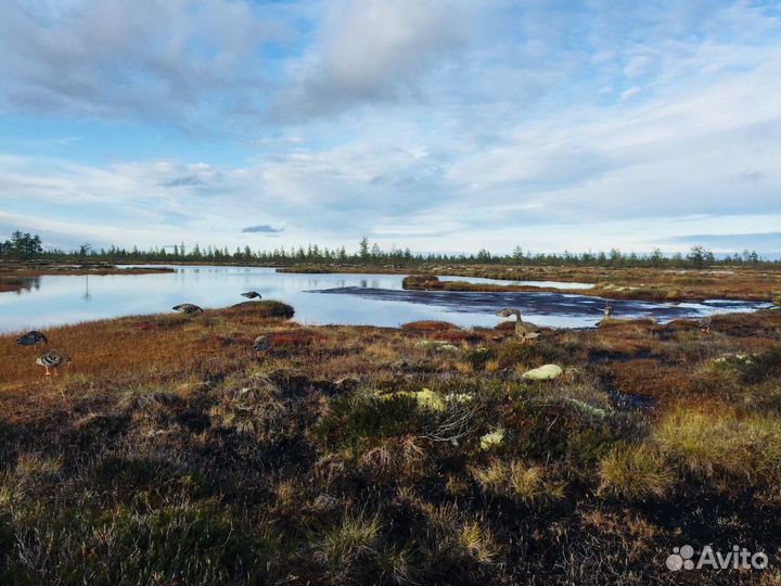 Охота с чучелами Манком Засидкой