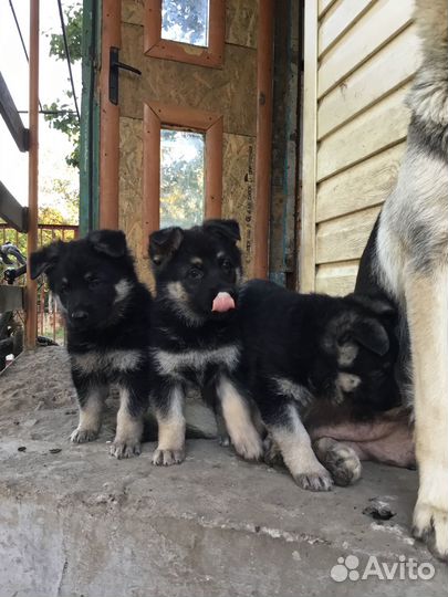 Щенки восточноевропейской овчарки