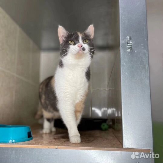 Плюша ищет дом