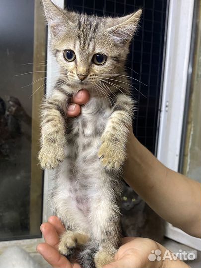 Котята в приюте