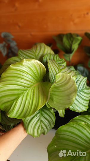 Калатея Орбифолия