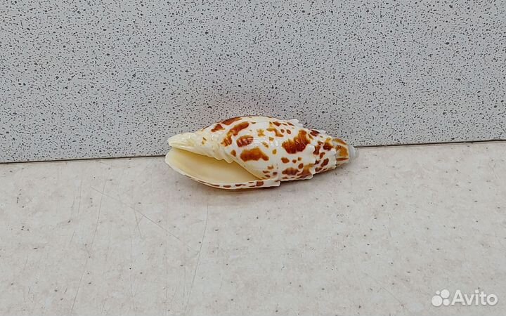 Митра Папалис 5,3 морская ракушка раковина