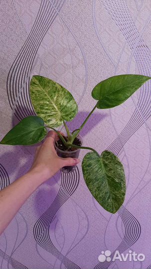 Филодендрон Giganteum Varieg