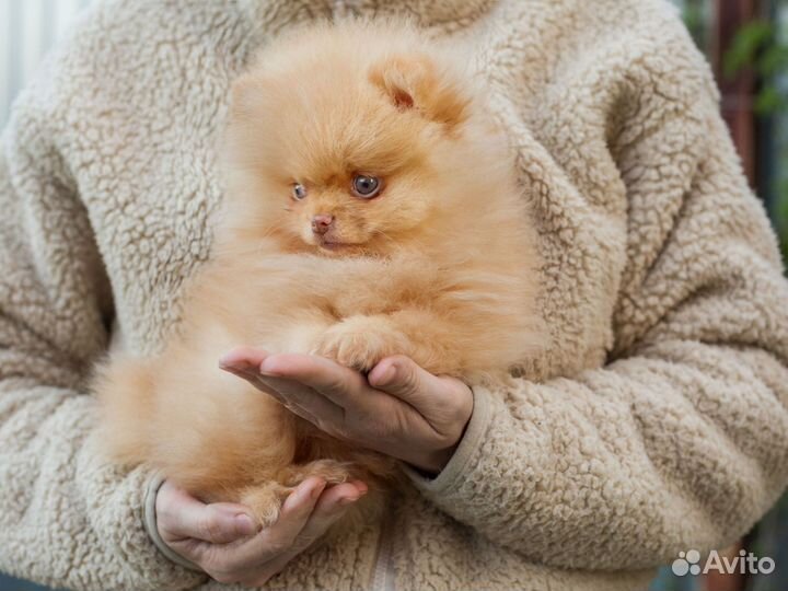 Померанский шпиц медвежьего типа