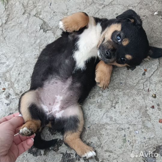Отдаю щенков в хорошие руки