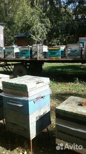 Другие животные