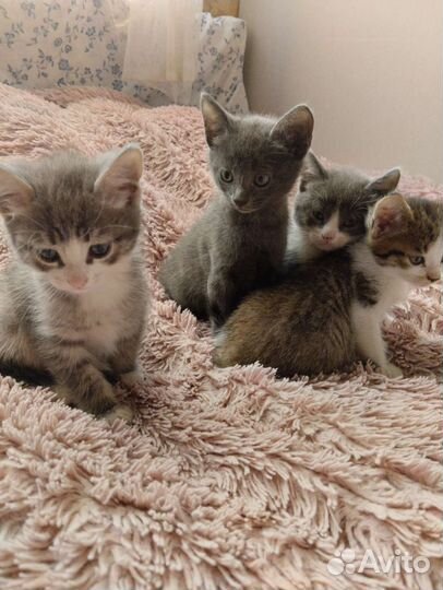 Кошка в дар
