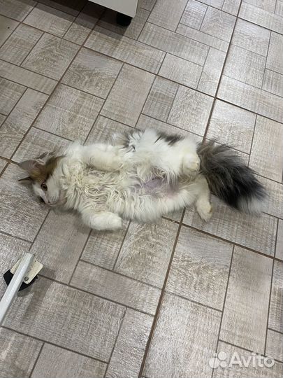 Кот-счастье в добрые руки