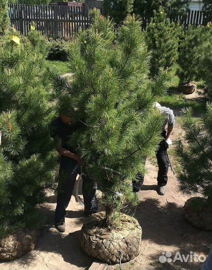 Саженцы кедра от производителя экстра класс