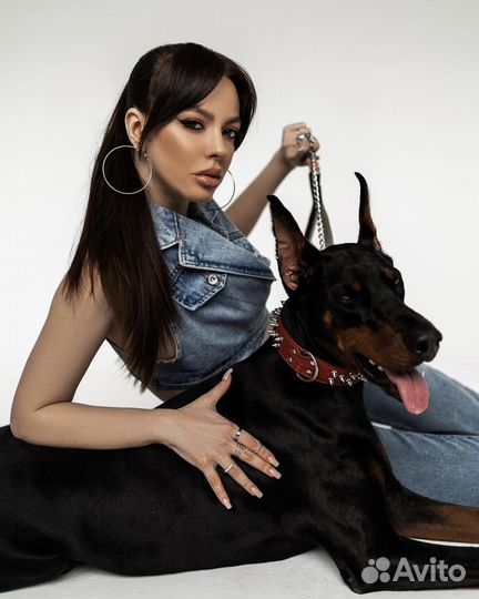 Доберман для фотосессии