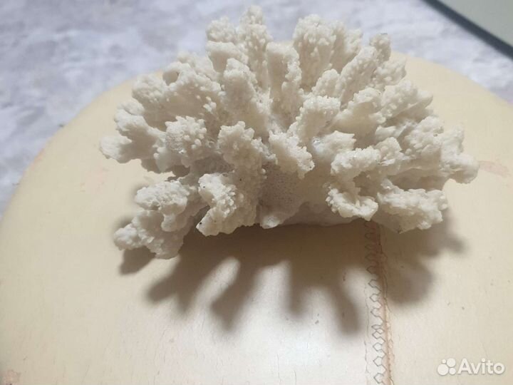 Кораллы для аквариума