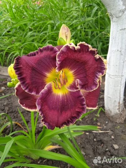 Роскошные лилейники