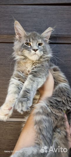 Котята мейн-кун девочки