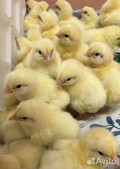Цыплята бройлеры на 17.08