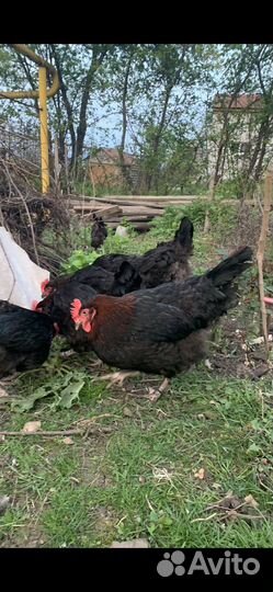 Инкубационное яйцо