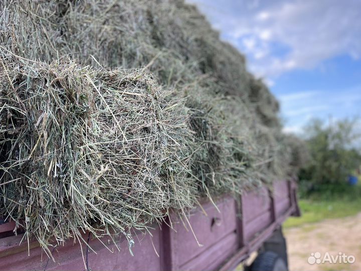 Сено в кипах