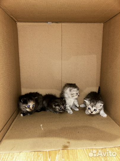Котята